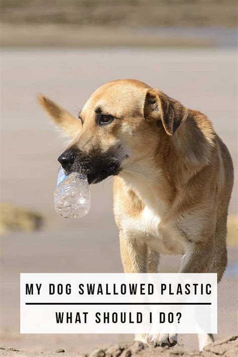 dog swallowed plastic wrapper|dog ate hard plastic pieces.